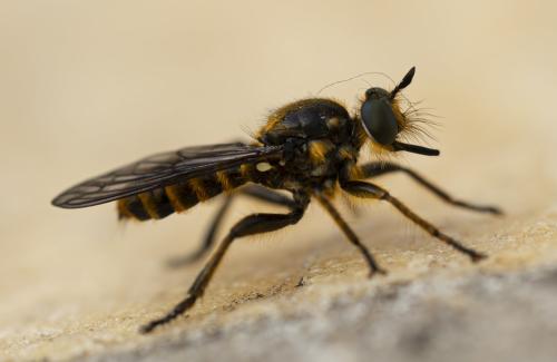 Réf. 359 940 : Choerades fimbriata